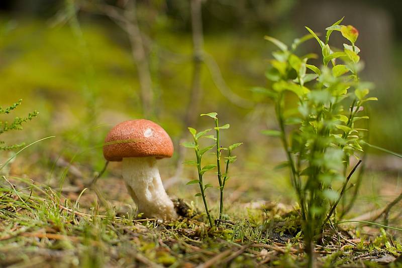 Houbaření na Plzeňsku.