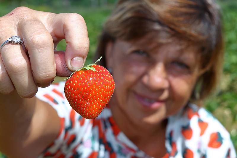 Na jahodových plantážích v Plzni Radčicích dozrává první letošní úroda jahod. Na snímku vedoucí prodeje jahodárny Věra Hasmanová.