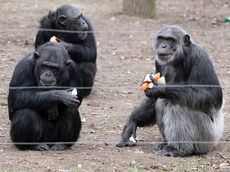 Šimpanzi. Ilustrační snímek