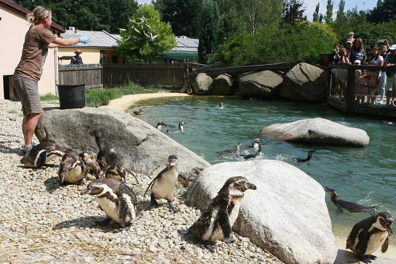 Komentované krmení tučňáků v ZOO Plzeň