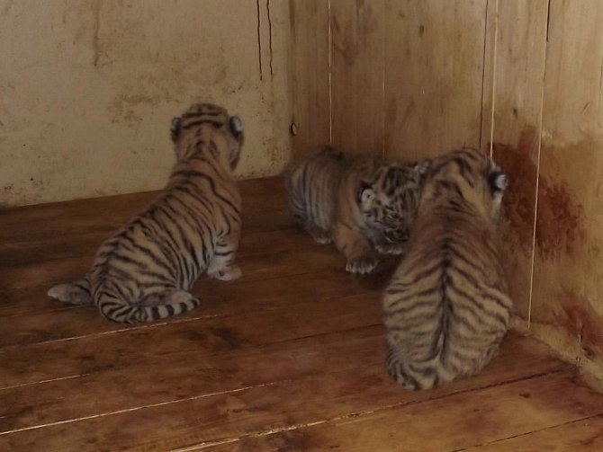 Ke třem tygřím miminkům se zatím nesmí nikdo přiblížit. Jen ošetřovatel, a ne moc blízko