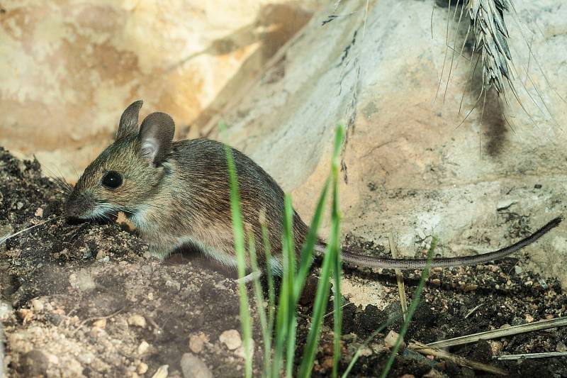 Zdeněk Svěrák navštívil plzeňskou zoo, stal se patronem myšice Cimrmanovy.