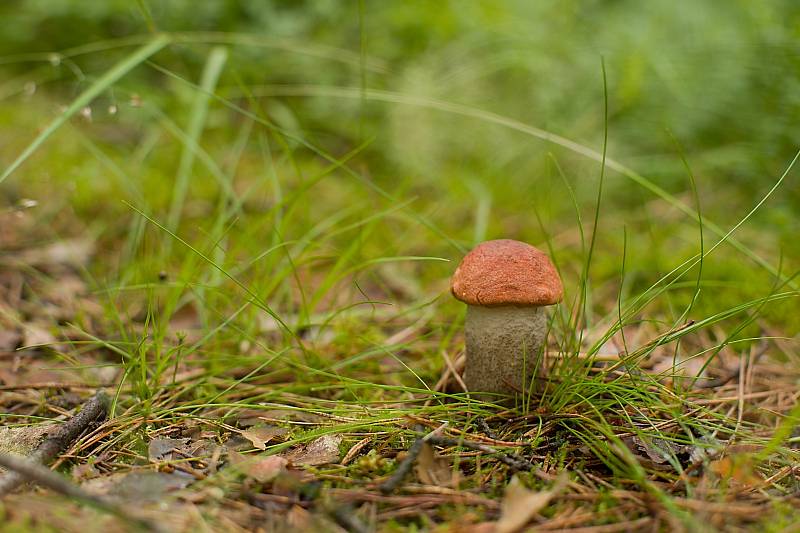 Houbaření na Plzeňsku.