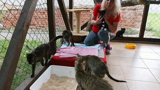 V současné době je v kočičím útulku více než třicet koťat. Na snímku je s nimi Helena Straková