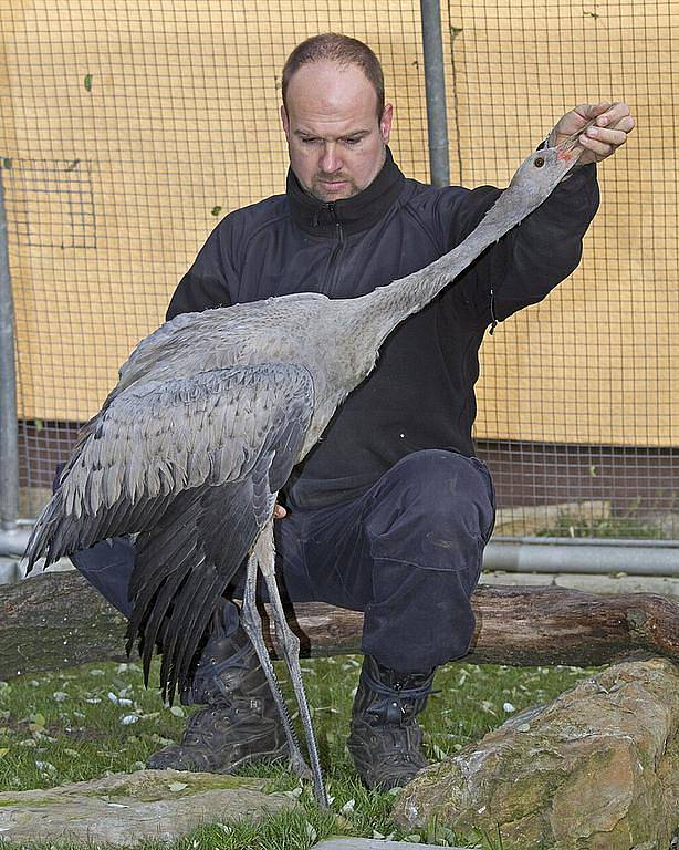 Vzácný jeřáb popelavý je zpět na svobodě