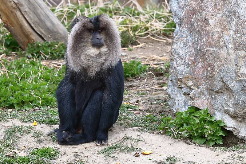 Z plzeňské zoologické zahrady.