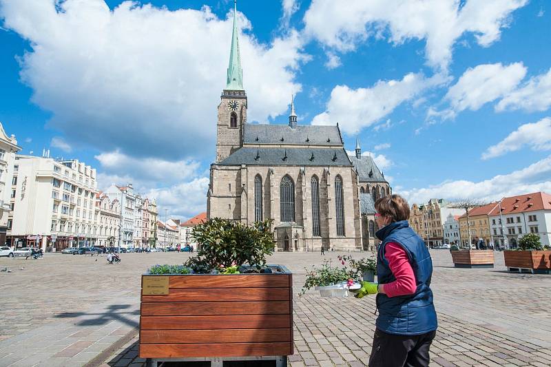 Centrum Plzně se zazelenalo. Vyrostly tu rododendrony.