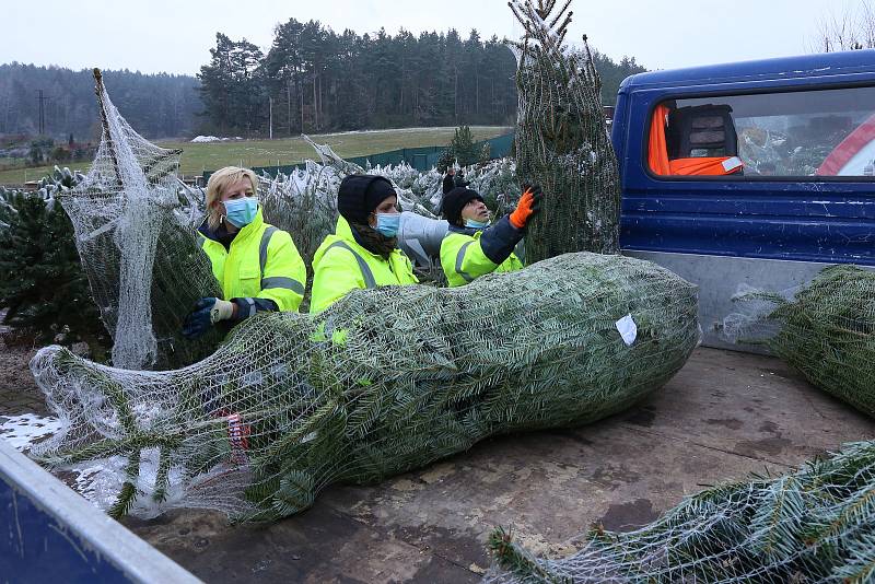 Velký výběr ze stovek vánočních stromků nabízí René Calta v Příšově na severním Plzeňsku.