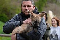 Plzeňská zoo odchovává po osmi letech vlka hřivnatého. Tři samci a jedna samice se narodili 3. února, jejich rodiči jsou Herbert a Anna. 