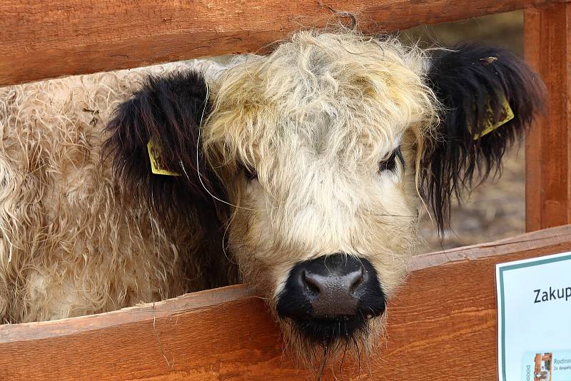 Farmářské a řemeslné trhy v neděli na Farmě U Toma v Ledcích u Plzně. Návštěvníci  si mohli nakoupit různé pochutiny a výrobky, nebo navštívit minizoo, kde se většina zvířátek dá pohladit a nakrmit a pro děti domluvit projížďku na poníkovi.