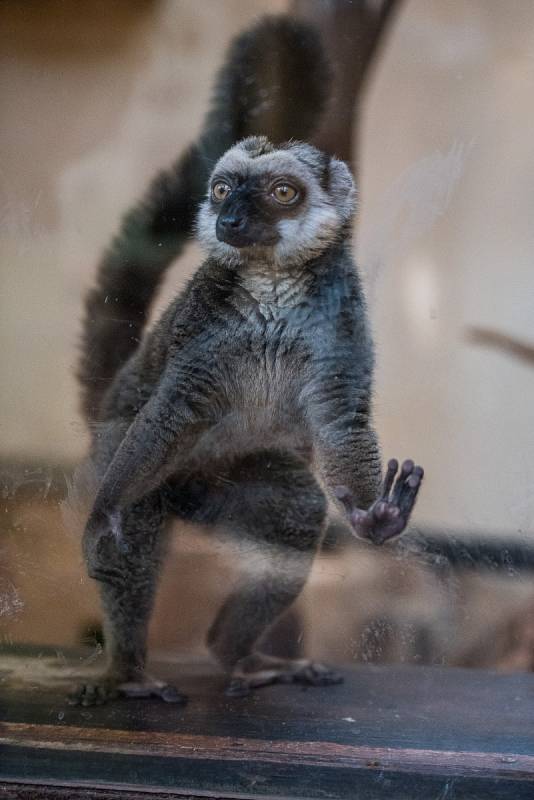 V plzeňské zoologické zahradě odstartovala hlavní sezóna. Na snímku jeden z lemurů