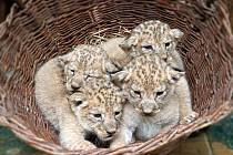 V plzeňské zoo se narodila čtyři mláďata lva berberského.