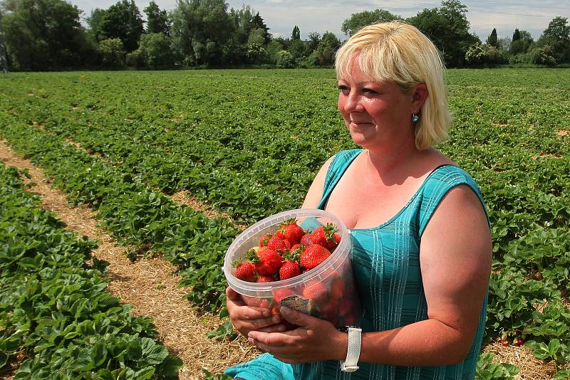 Jahodárna na plantážích mezi Plzní a městkou částí Radčice nabízí prodej jahod i levnější samosběr.