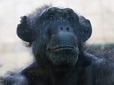 Samice šimpanze Brigitte
