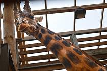 Žirafák Bořek mění Plzeň za Safaripark ve Dvoře Králové.