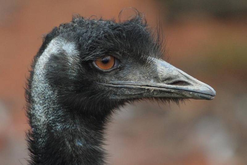 Teplá počasí vylákalo zvířata v Zoo do vnějších výběhů