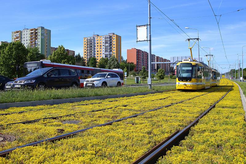 Tramvajová trať v Plaské ulici v Bolevci prošla rozsáhlou modernizací. Po výměně kolejí došlo i na osazení tramvajového pásu suchomilnými rostlinami. Ty nyní rozkvetli žlutými květy a kromě zlepšení vzhledu také sníží hluk i prašnost od tramvajové dopravy