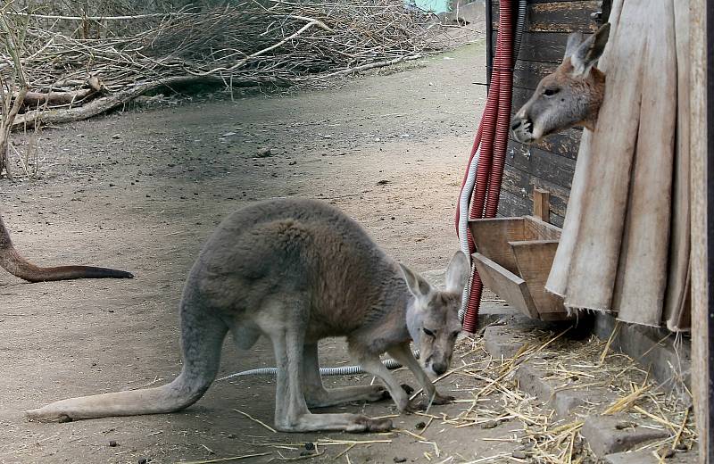 Do plzeňské zoologické zahrady dorazily jenom za sobotu více než dva tisíce návštěvníků.