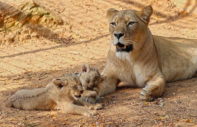 Vládce a Jedinečná. Dvě nejnovější mláďata lva berberského mají od čtvrtka jména – samec se jmenuje Fazan, samička Farida.