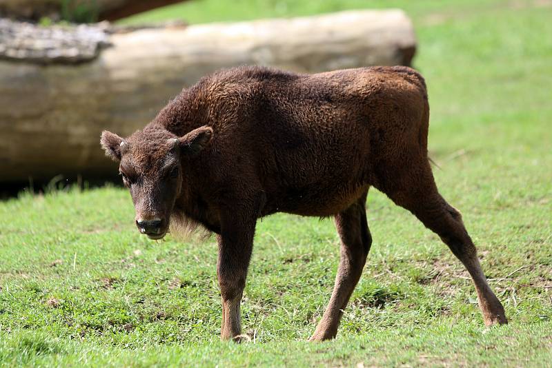 Mládě zubra v plzeňské zoo.