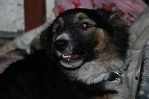 Surovým způsobem měl opakovaně týrat svého psa jeho majitel na severním Plzeňsku. Fenka křížence menšího plemene při tom utrpěla mnohočetná vnitřní i vnější poranění.