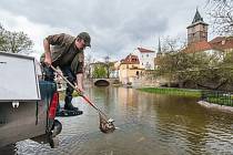 Ze sádek v Košináři se do Mlýnské strouhy vrátilo přes tisíc ryb. Vysadili se zde kapři koi, amuři, okouni a ostroretky stěhovavé.