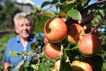 Václav Rajšl na jabloni předvádí, jak letos může vypadat úroda na správně opečovávané jabloni. Vše záleží na lokalitě a péči, kterou stromům zahrádkář věnuje