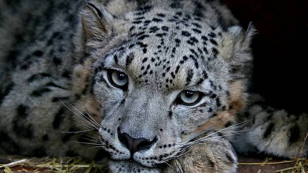 V uplynulých dnech rozšířila kolekci plzeňské zoo Mira, mladá samice irbise horského známého také jako levhart sněžný.