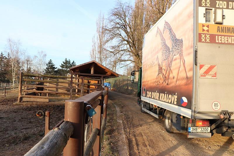 Tříletý Ontario odjel v úterý z plzeňské zoo