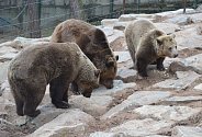 Medvědi Miky, Honza a Eliška se probudili ze zimního spánku.