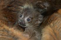 V plzeňské zoo se v sobotu 8. dubna 2023 narodilo mládě lemura rudobřichého.