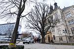 Velký dub u Západočeského muzea v Plzni prošel tahovými zkouškami a zatím se kácet nemusí.