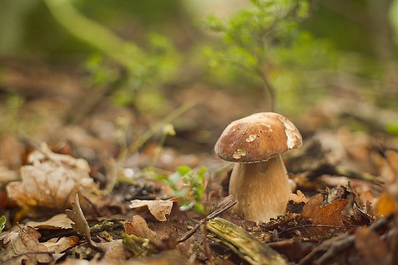 Houbaření na Plzeňsku.