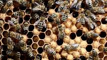12 - Ve větších vypouklých buňkách se 24 dní vyvíjí trubci. V úle je jich desetina.