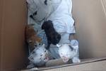 Pět malých koťat našla místní žena na návsi ve Lhotě.