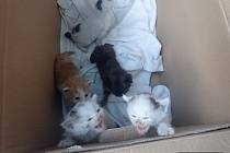 Pět malých koťat našla místní žena na návsi ve Lhotě.