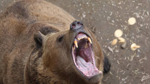 Medvědi Pišta, Miky, Honzík a Eliška z plzeňské zoo už jsou definitivně naladěni na jarní vlnu