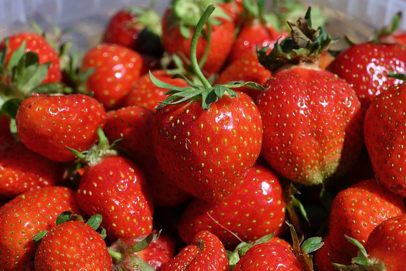 Na jahodových plantážích v Plzni Radčicích dozrává první letošní úroda jahod. Na snímku vedoucí prodeje jahodárny Věra Hasmanová.