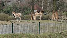 Do plzeňské zoologické zahrady dorazily jenom za sobotu více než dva tisíce návštěvníků.