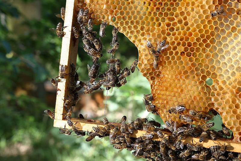 20 - Včelstvo za rok spotřebuje až 140 kg medu a 100 kg pylu. Z toho si včelař odebere jen zlomek.