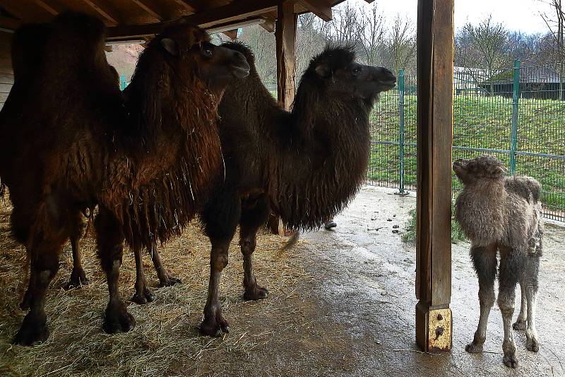 Nejnovějším mládětem v plzeňské zoo je zhruba dvoutýdenní samička velblouda dvouhrbého. Je to už dvaadvacáté odchovávané mládě tohoto druhu. Většinou se v Plzni rodí mláďata velbloudů každoročně na jaře mezi březnem a květnem.