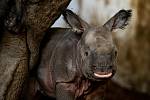 Nosorožčí samice z plzeňské zoo porodila v Polsku své první mládě