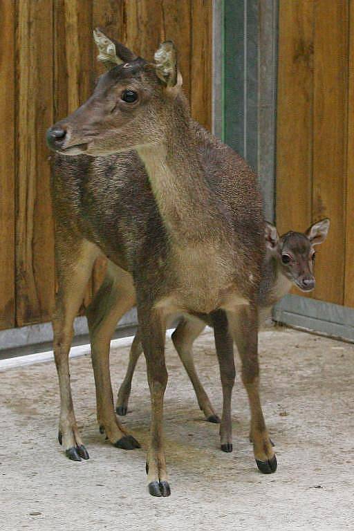 Mládě jelena timorského v plzeňské zoo