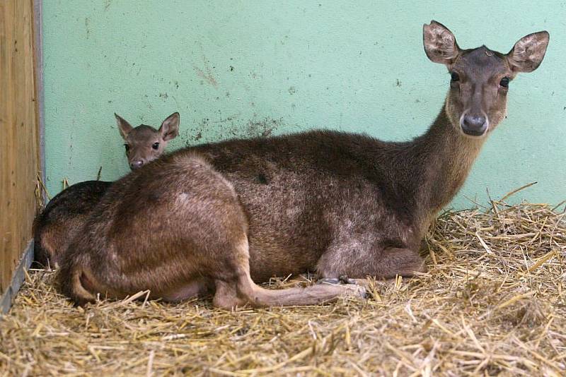 Mládě jelena timorského v plzeňské zoo