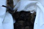 Zvířecí ochránci zajistili v plzeňských domech desítky netopýrů.