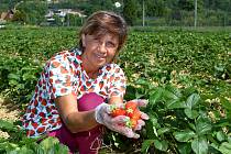 Na jahodových plantážích v Plzni Radčicích dozrává první letošní úroda jahod. Na snímku vedoucí prodeje jahodárny Věra Hasmanová.