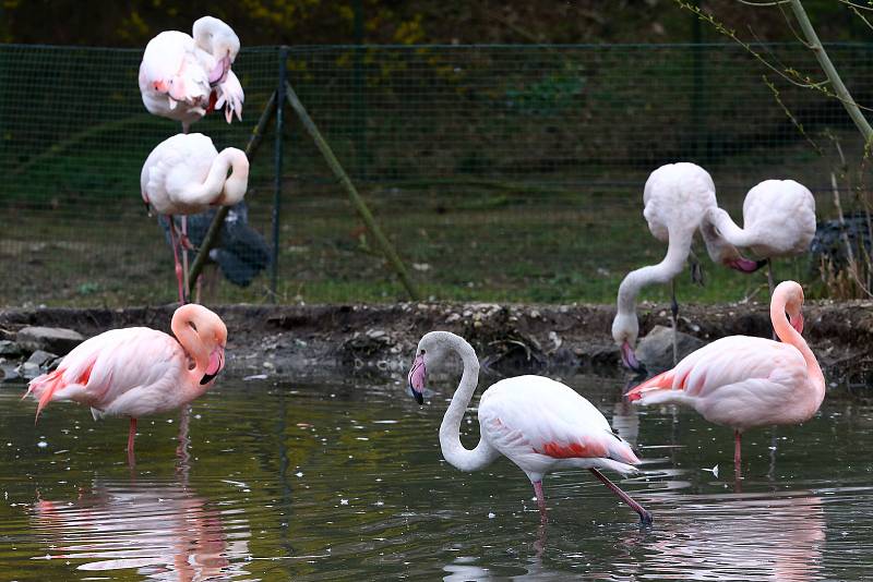 Z plzeňské zoologické zahrady.