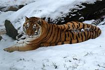 Ze zimy  mají v zoo radost tygři ussurijští. 