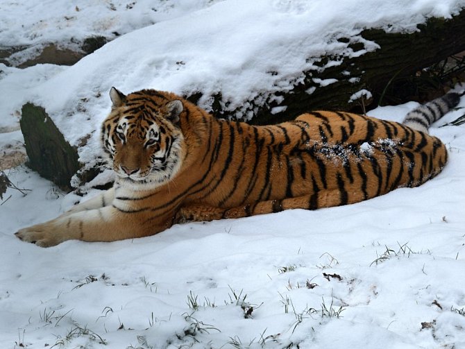 Ze zimy  mají v zoo radost tygři ussurijští. 