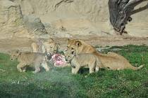 Nová lvíčata ve výběhu plzeňské zoo